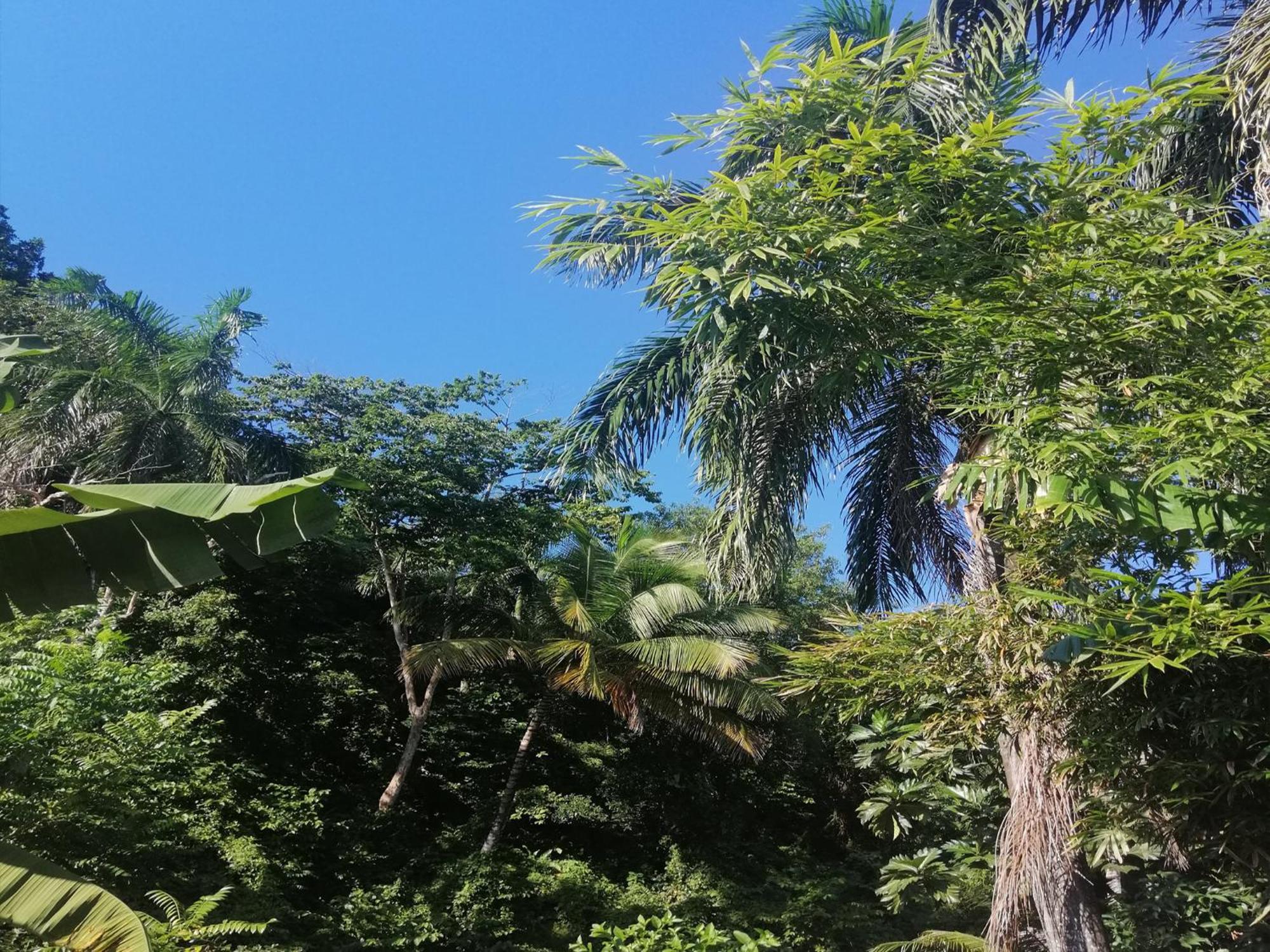House Jardin Del Caribe Aparthotel ลาสแตร์เรนาส ห้อง รูปภาพ